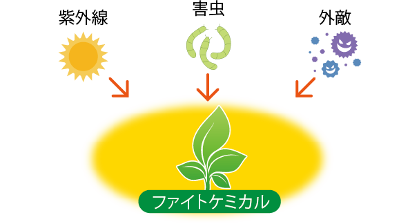 ファイトケミカルについての図