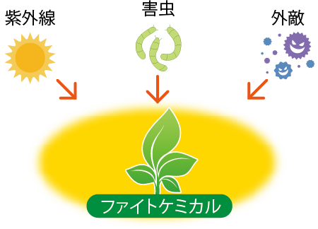 ファイトケミカルについての図