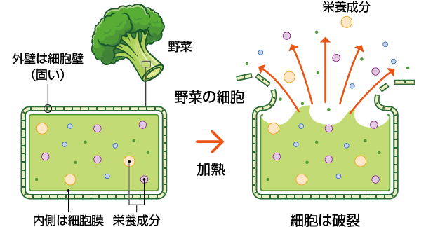 ファイトケミカル摂取の仕組み